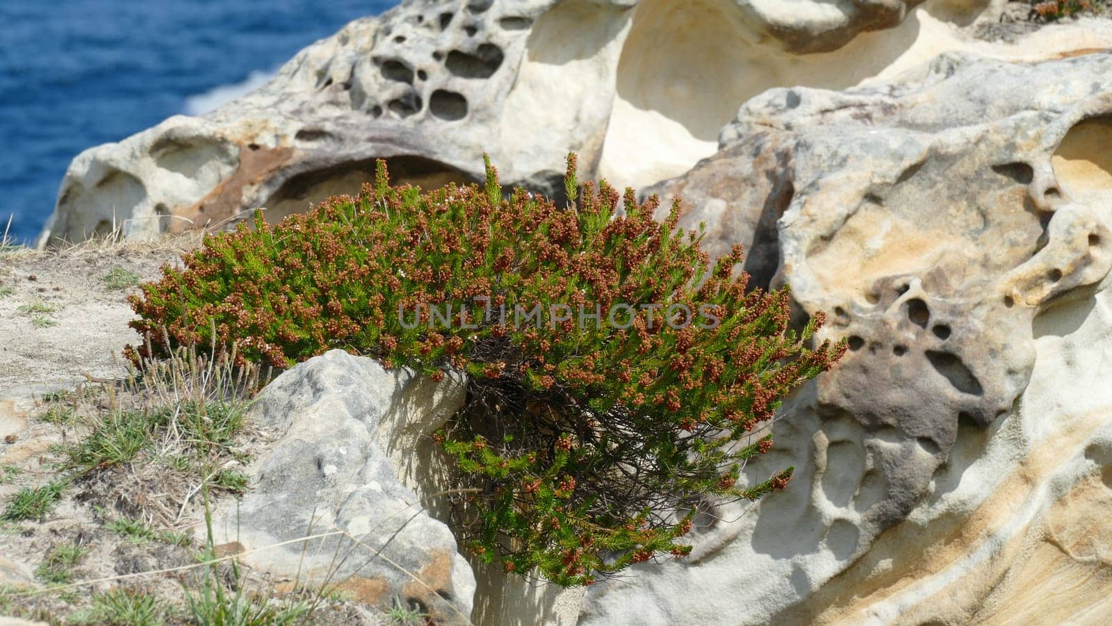 Sandstone with plants on the sea shore by XabiDonostia