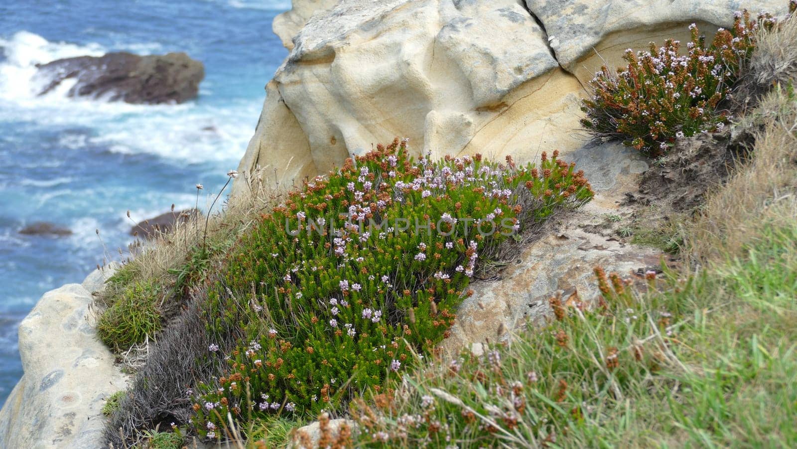 Sandstone with plants on the sea shore by XabiDonostia