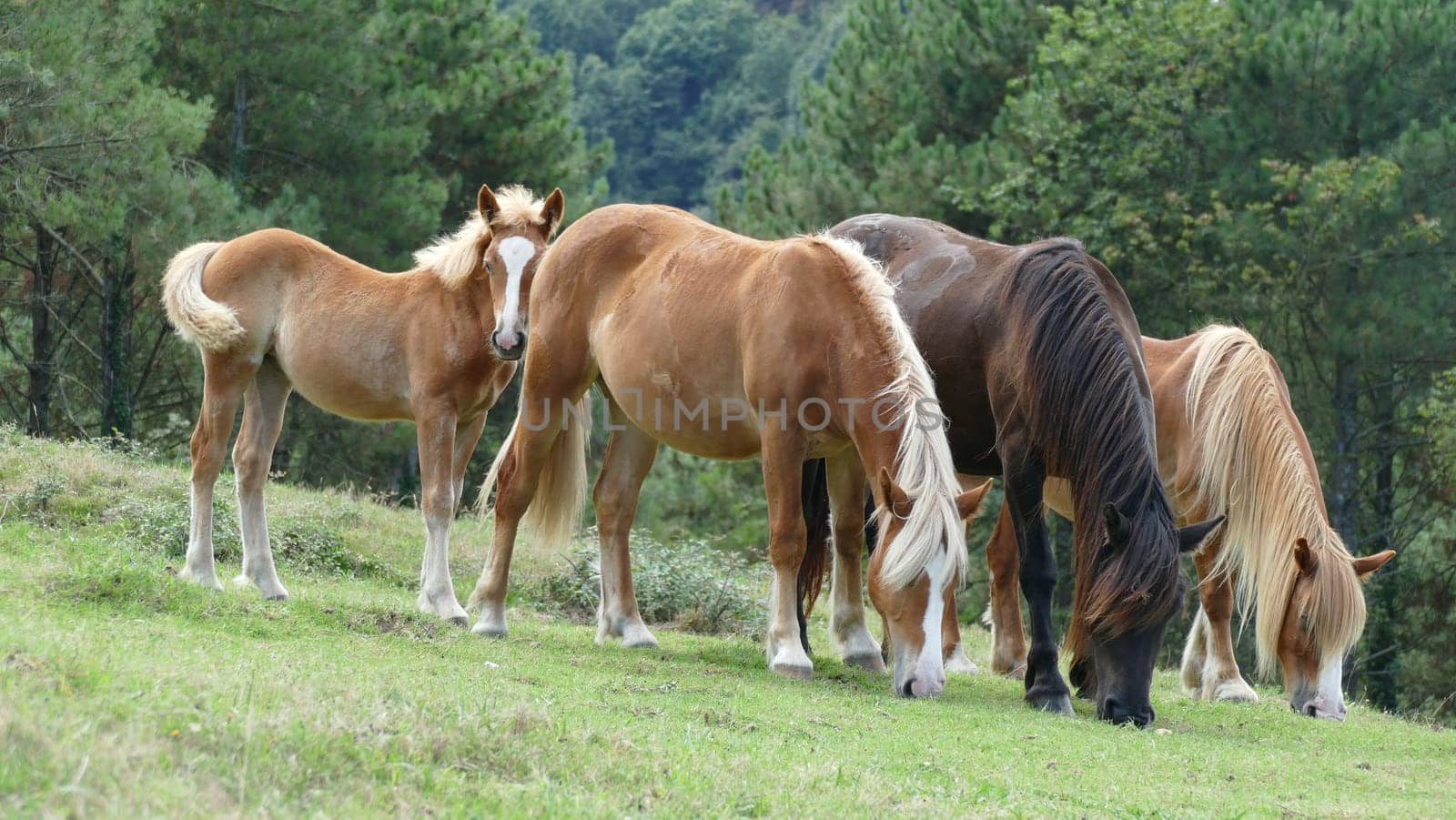 Herd of horses grazing on a mountain by XabiDonostia