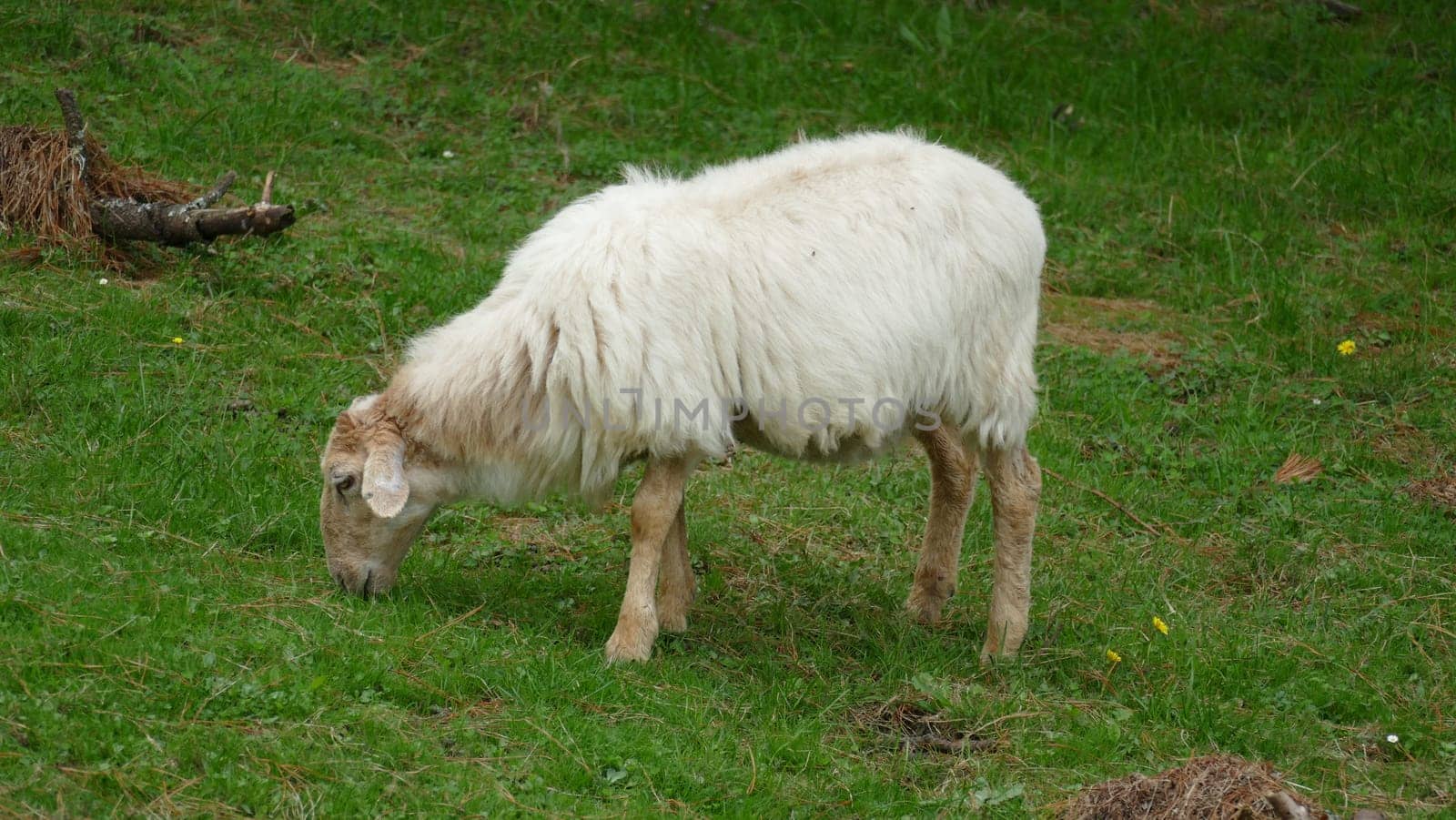 Sheep grazing on a mountain top