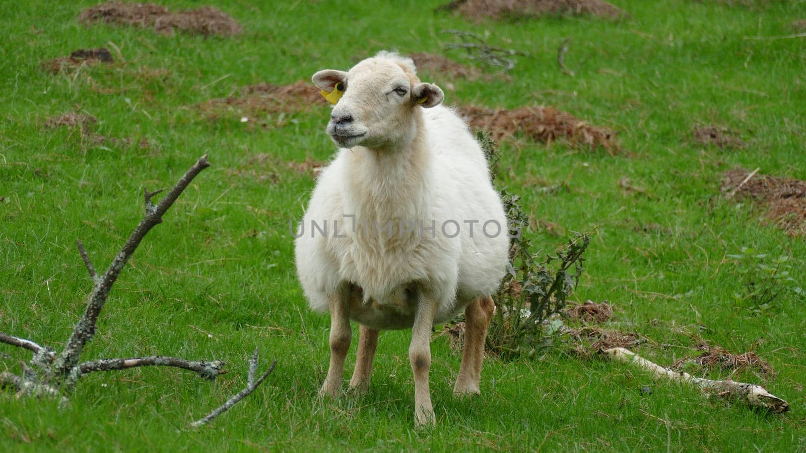 Sheep looking up at a mountain top