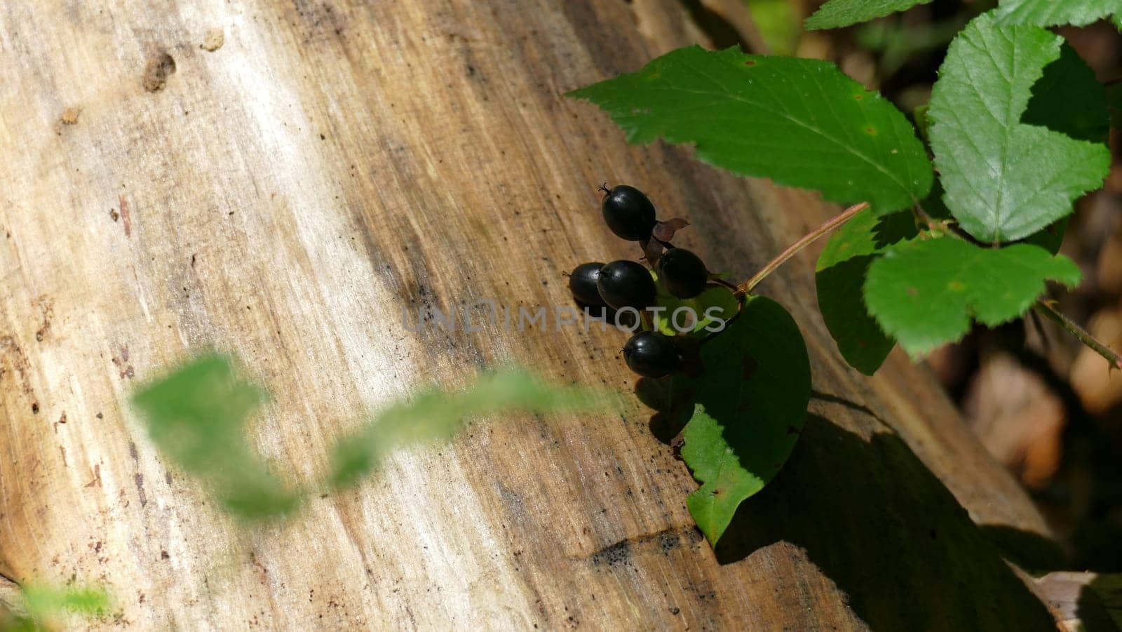 Tree trunk next to a plant with black berries by XabiDonostia