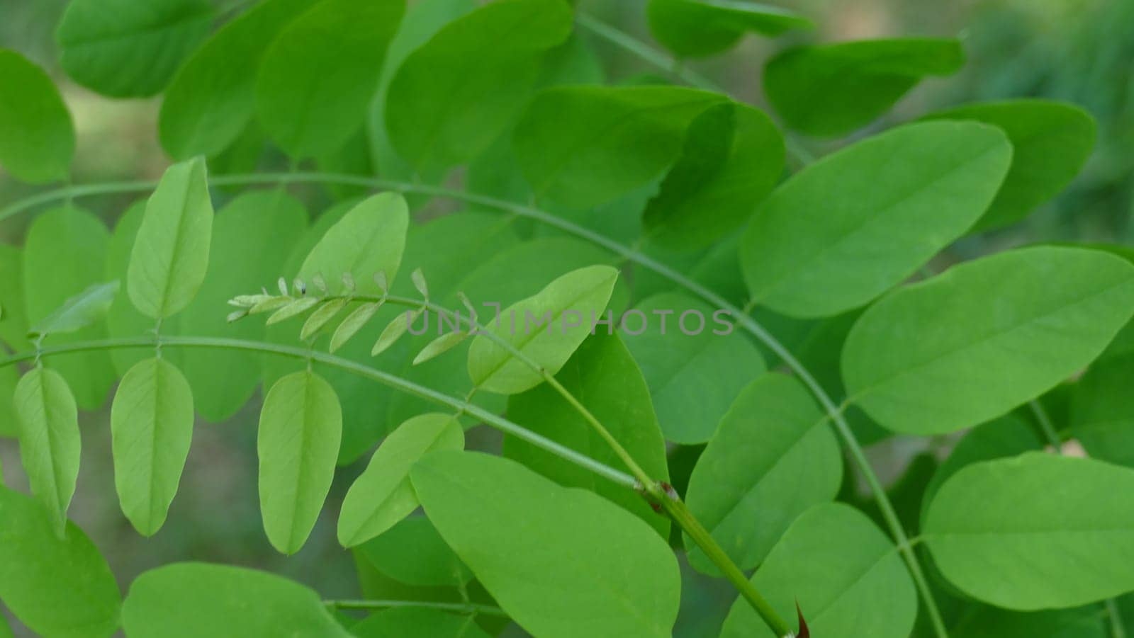 Branches with rounded green leaves of a bush plant by XabiDonostia