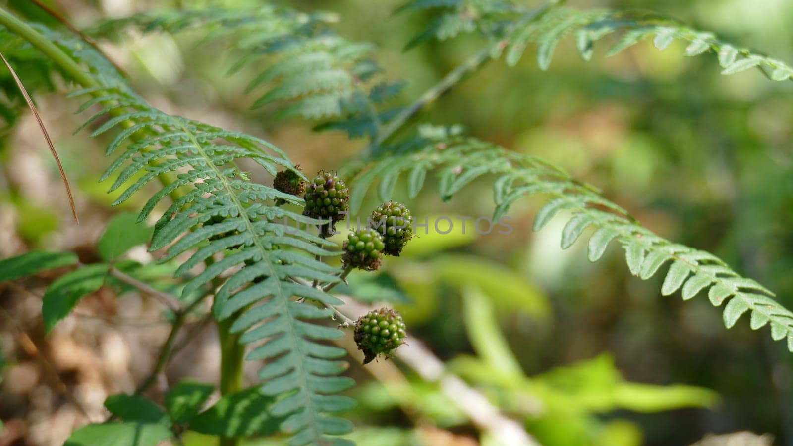 Blackberry plant with small green berries