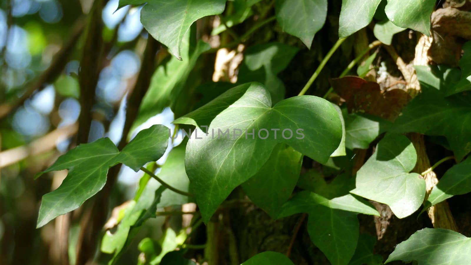 Branches with leaves among forest vegetation