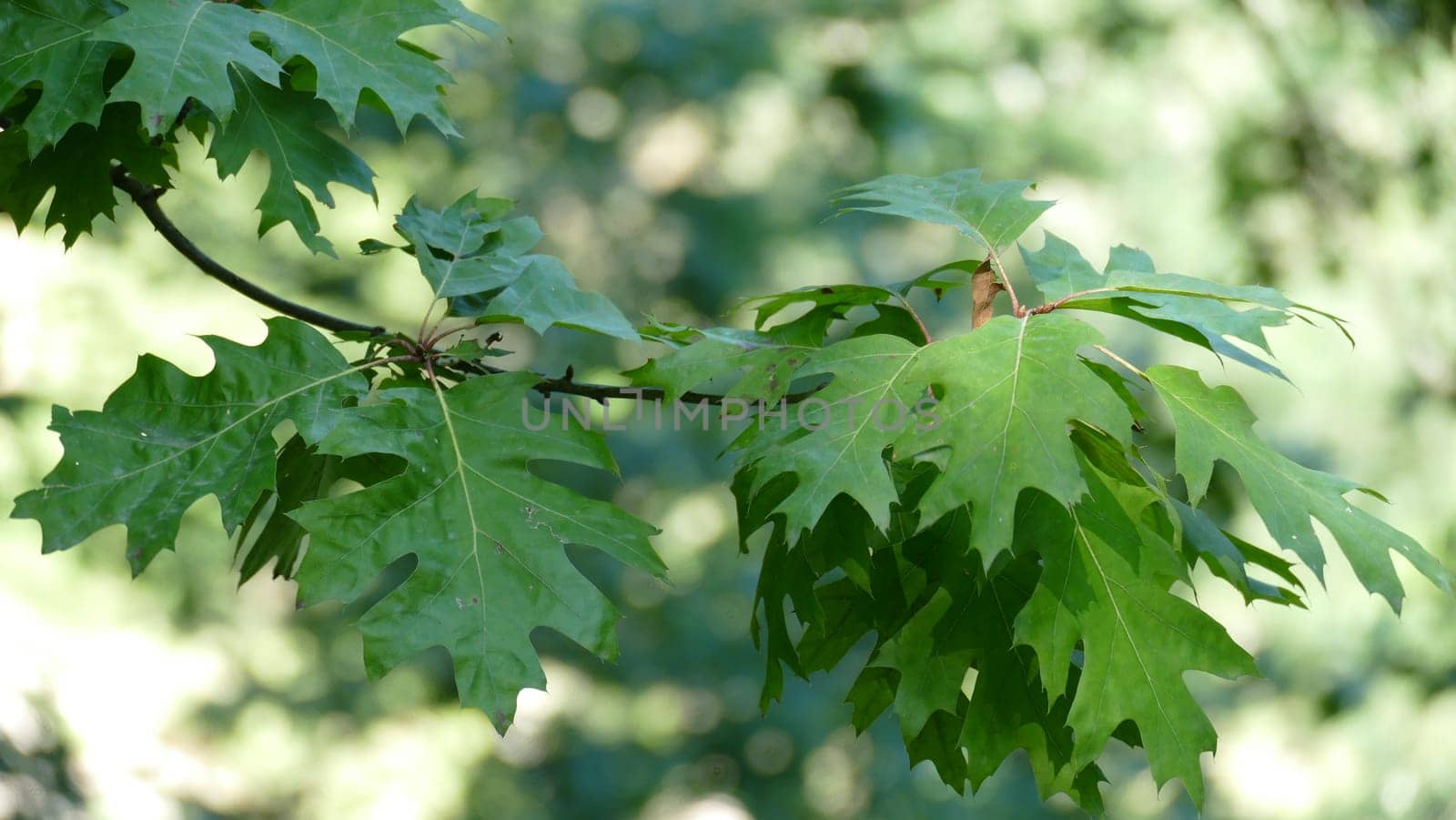 Branch of an oak tree with dry green leaves in autumn by XabiDonostia