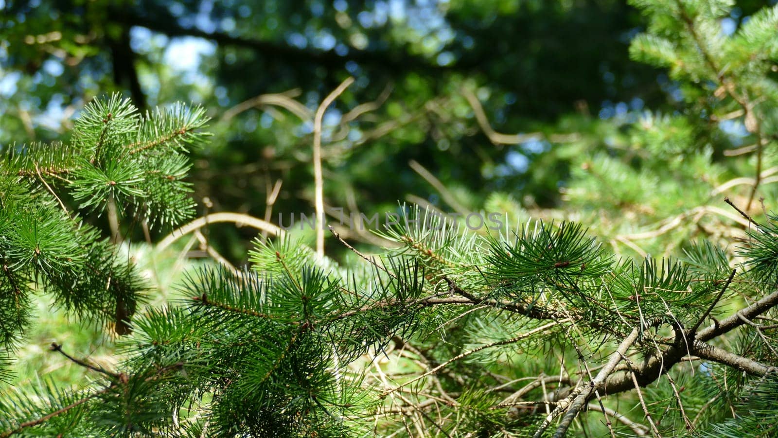 Branches of a pine tree among the forest vegetation by XabiDonostia