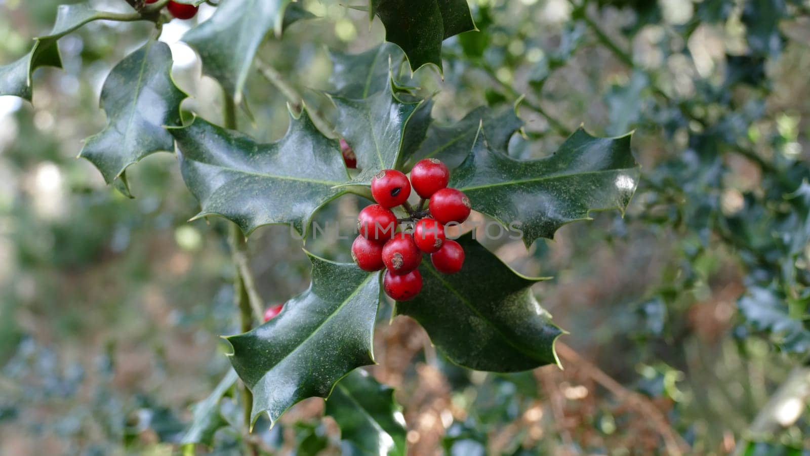 Holly branch and leaves among the forest vegetation by XabiDonostia