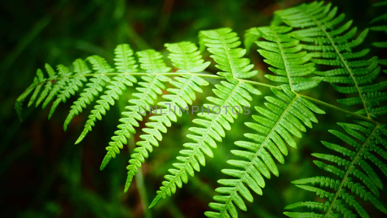 Fern leaf among the bush vegetation