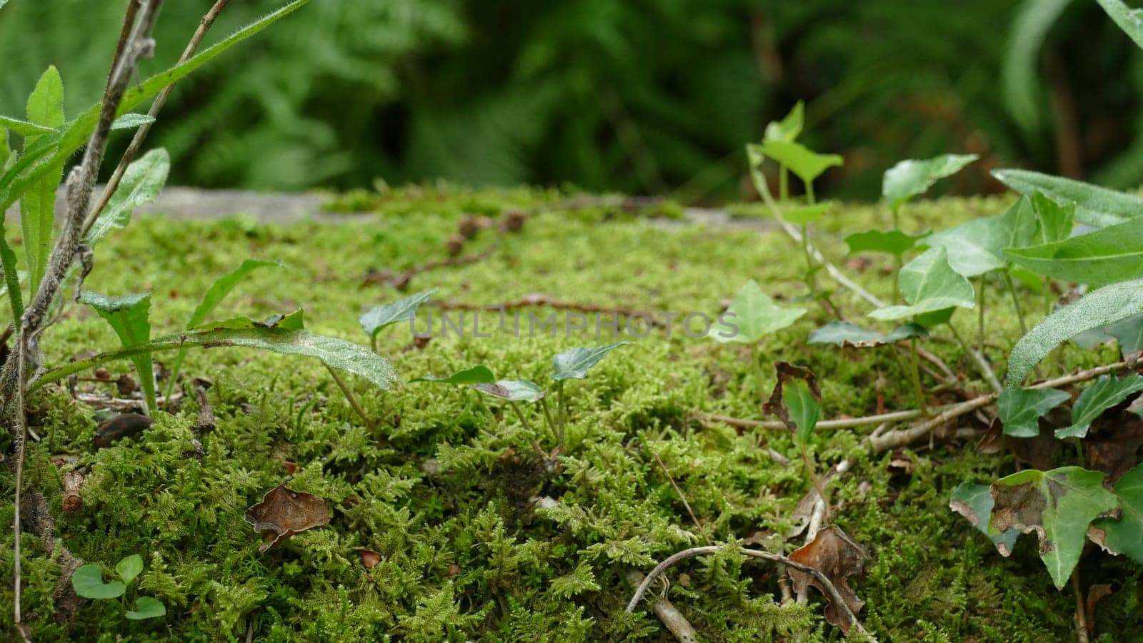 Moss and small plants among the forest vegetation