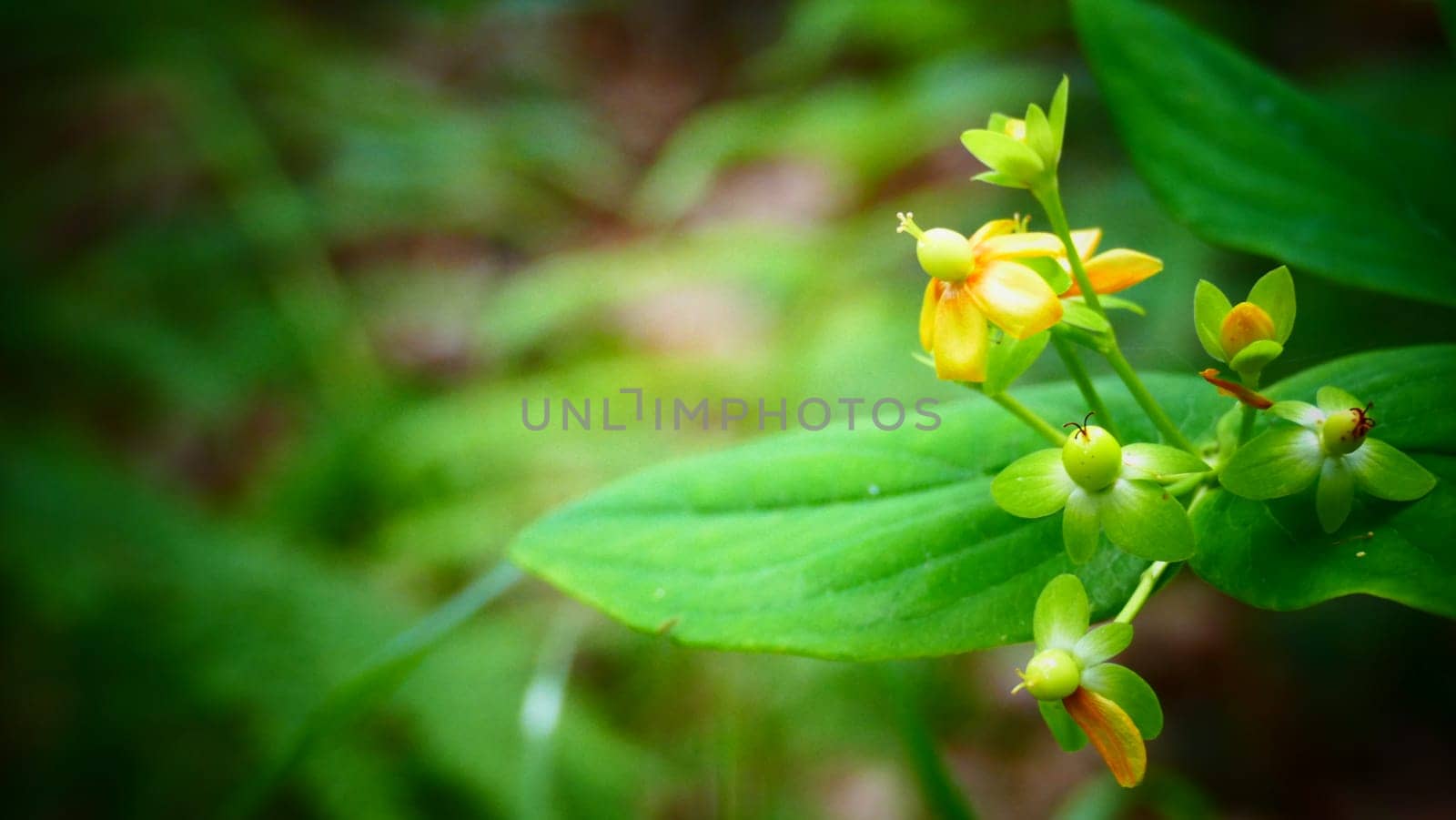 Plant with flowers and petals among the bush vegetation