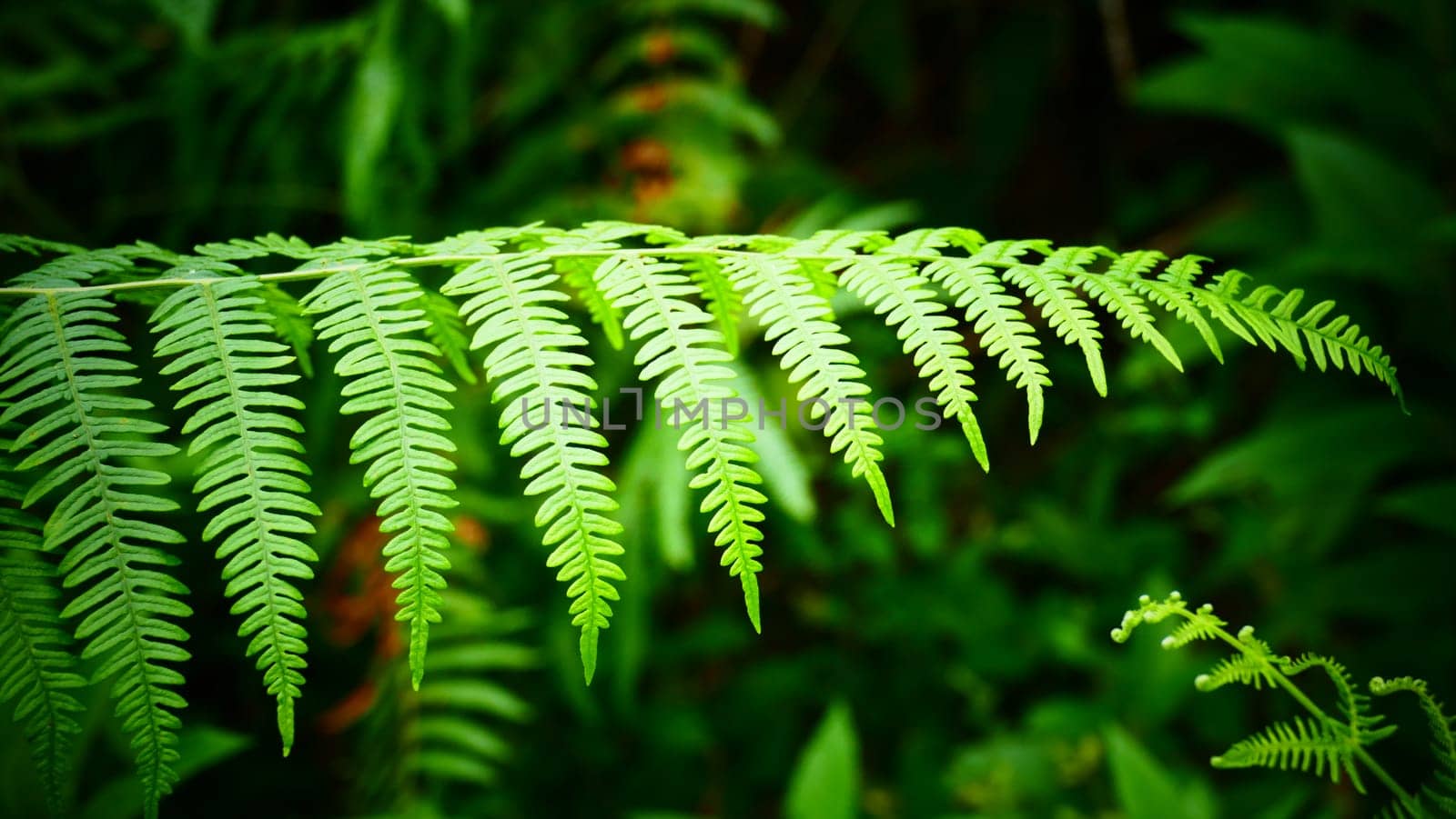 Fern leaves among the bush vegetation by XabiDonostia