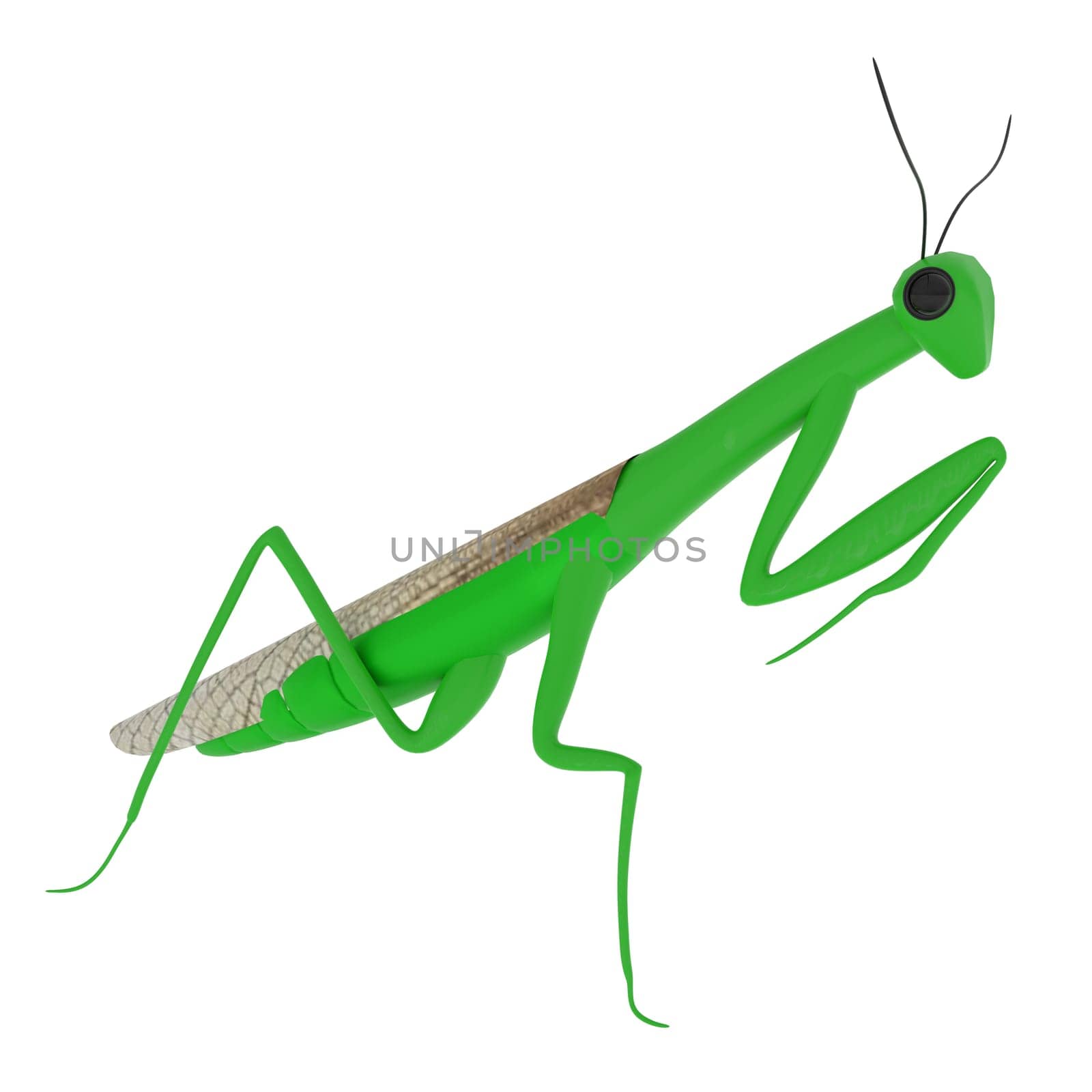 Mantis isolated on white background. High quality 3d illustration