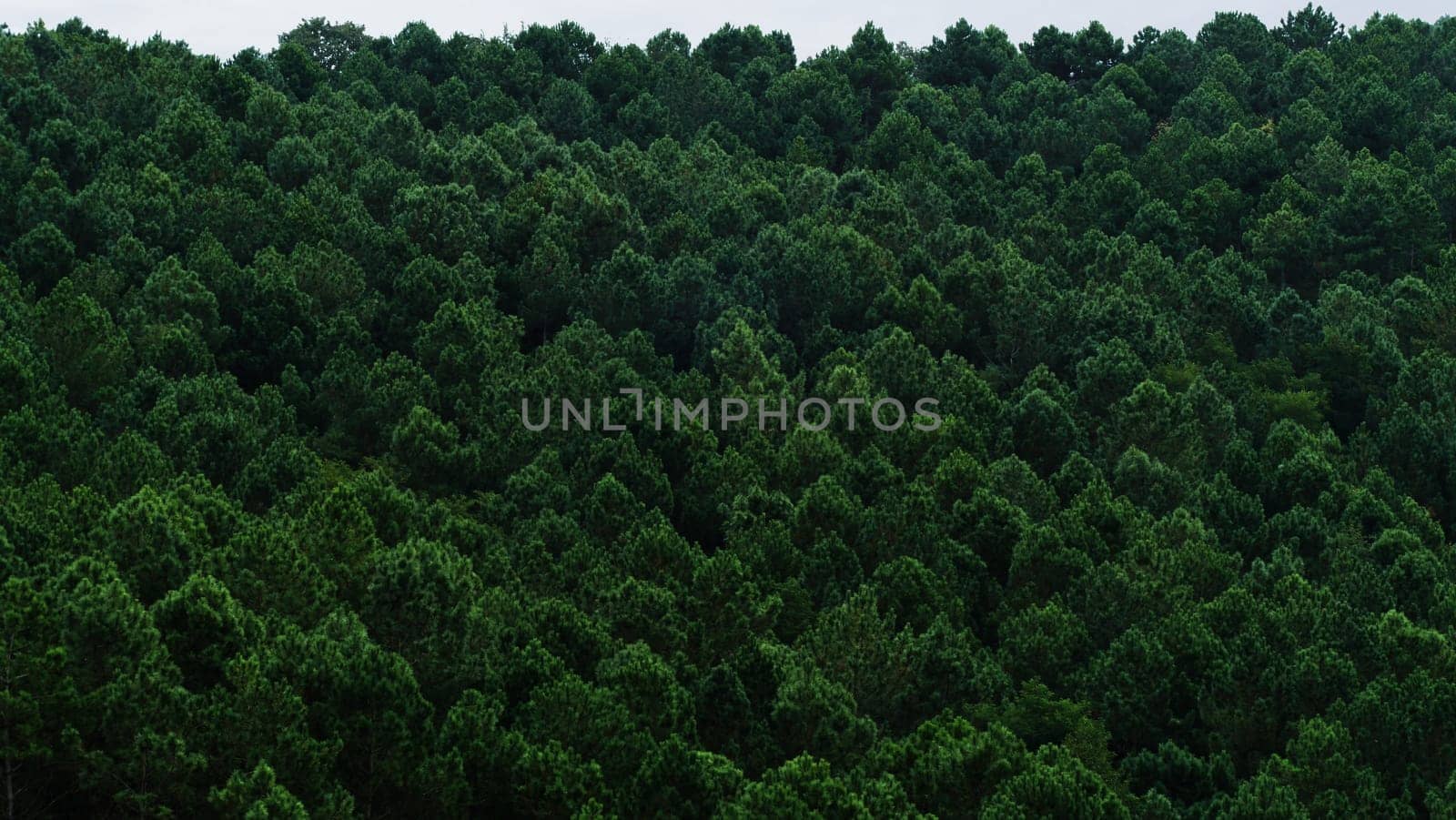 Slope of a mountain full of pines by XabiDonostia