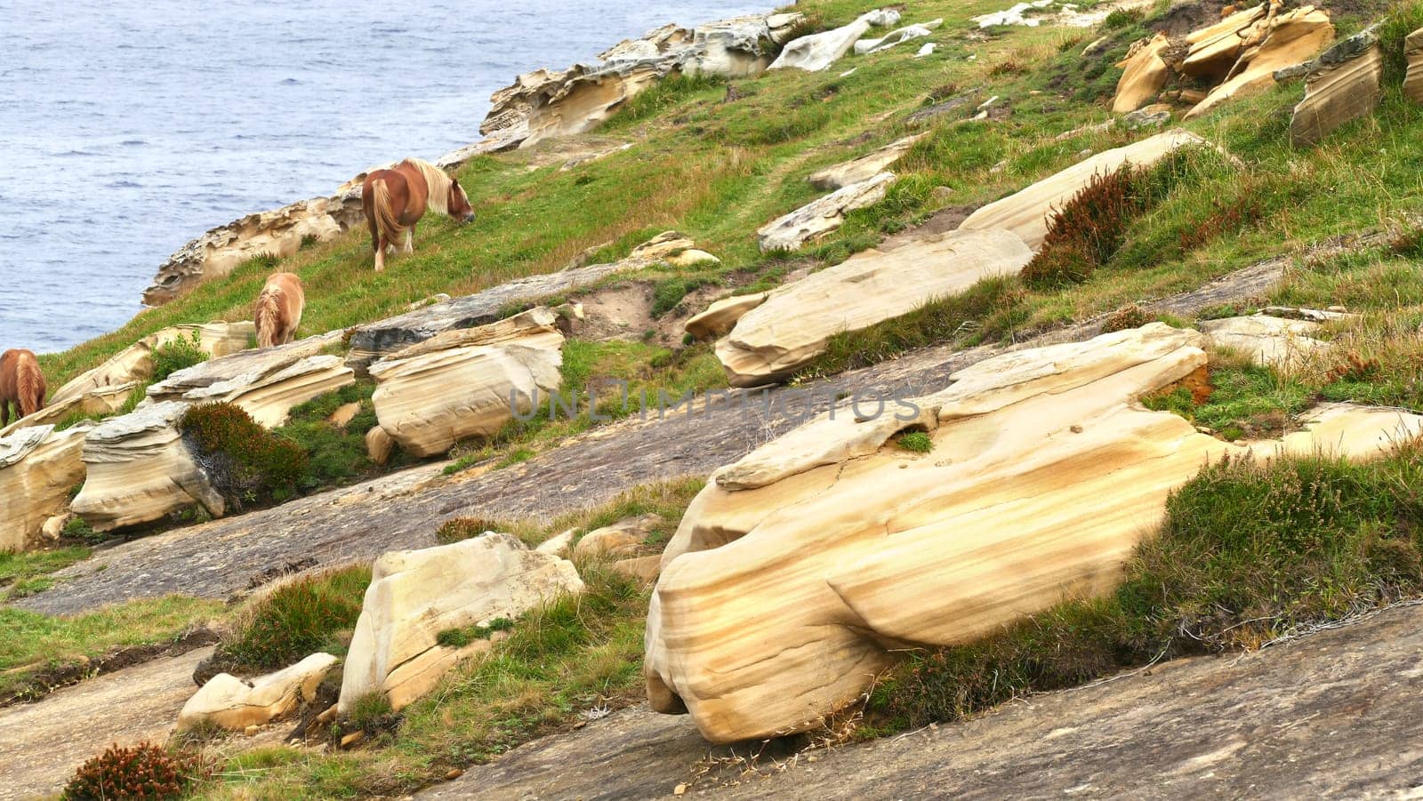 Brown horses grazing on the sea coast with limestone stones