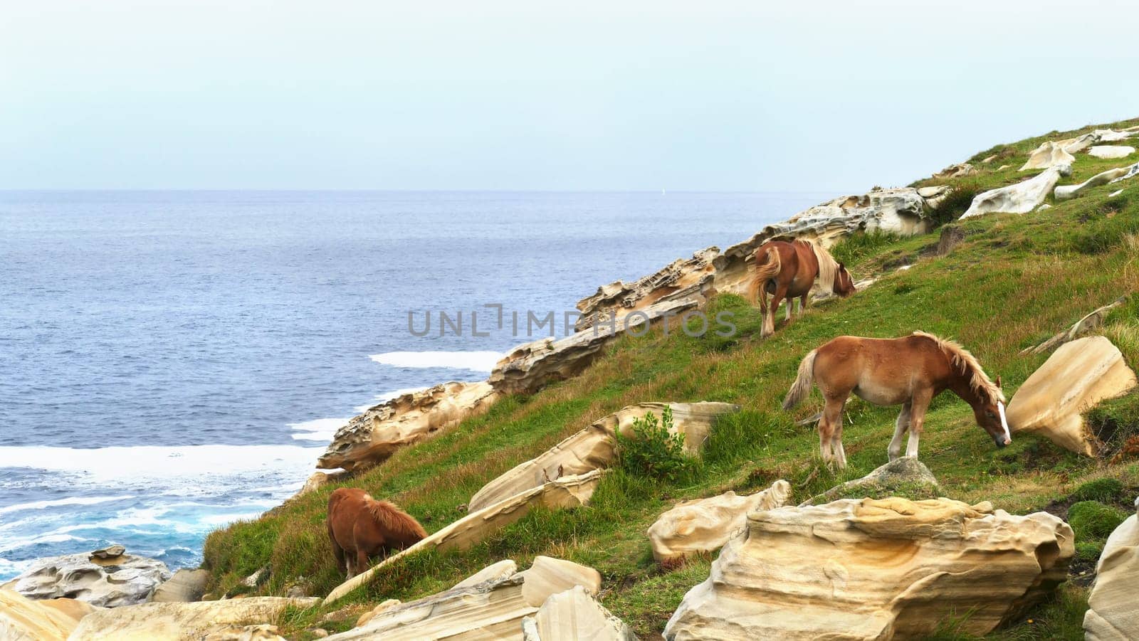 Brown horses grazing on the sea coast with limestone stones