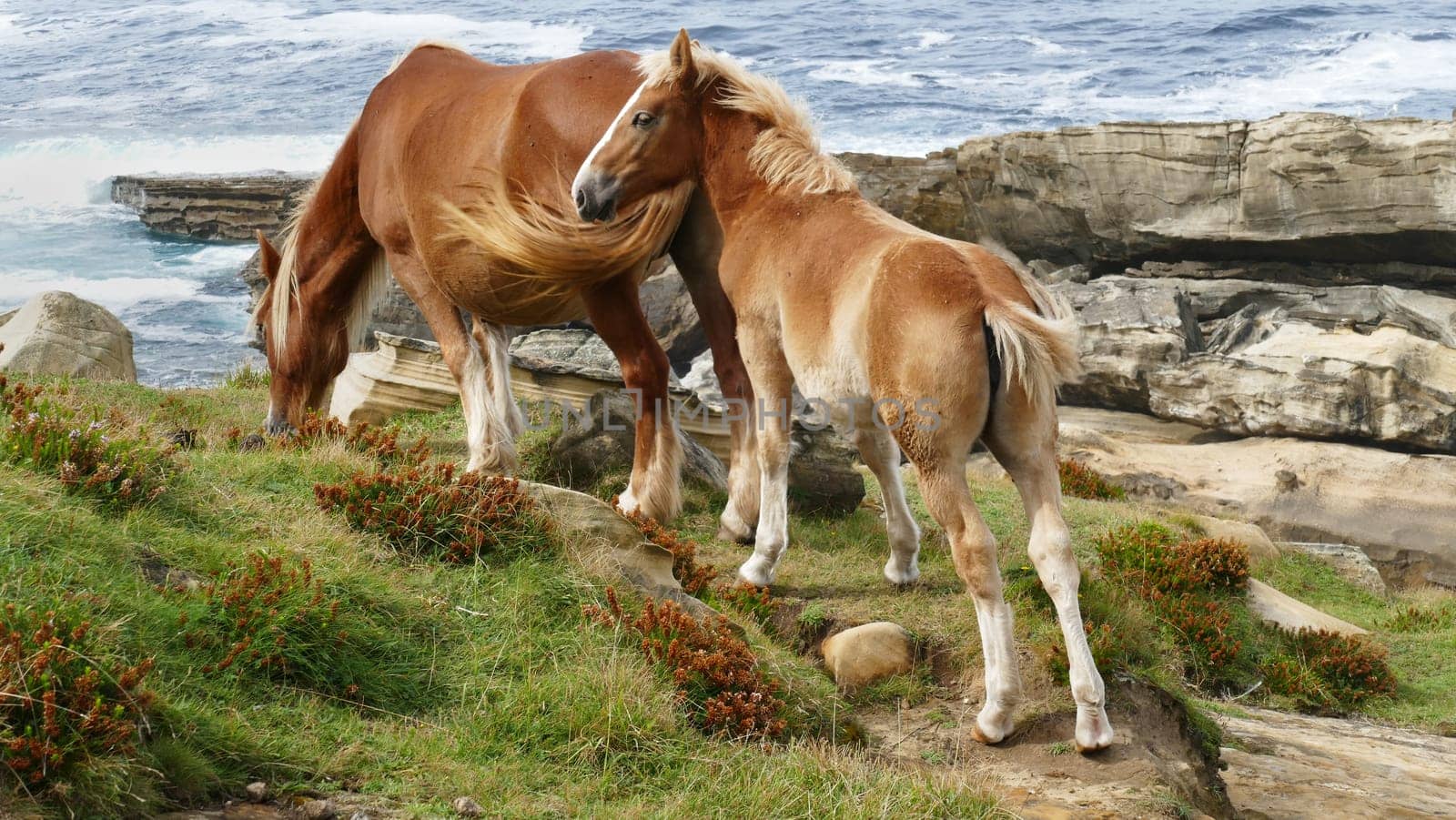 Brown colt and mare grazing by the sea coast