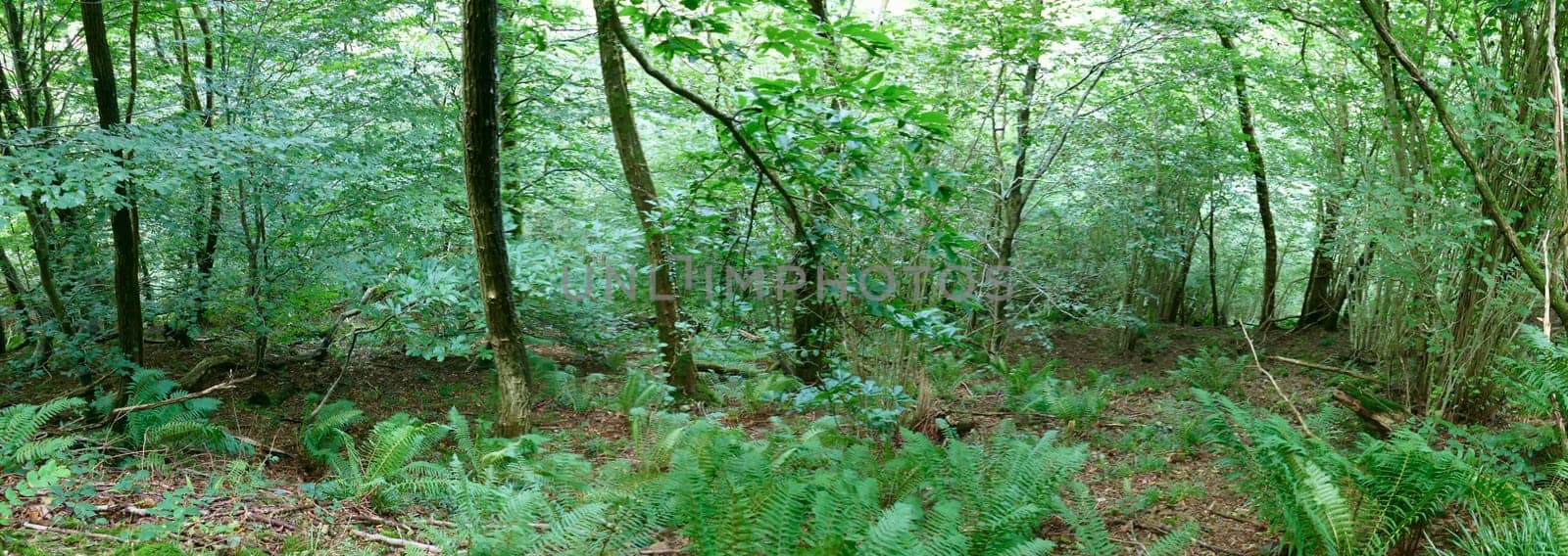 Panoramic of trees and ferns among the vegetation of the forest by XabiDonostia