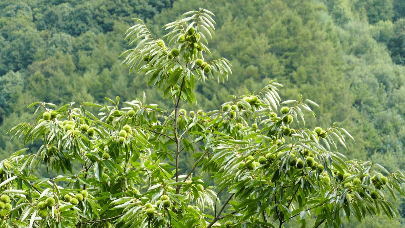 Branches of a chestnut tree with fruits in the bush by XabiDonostia