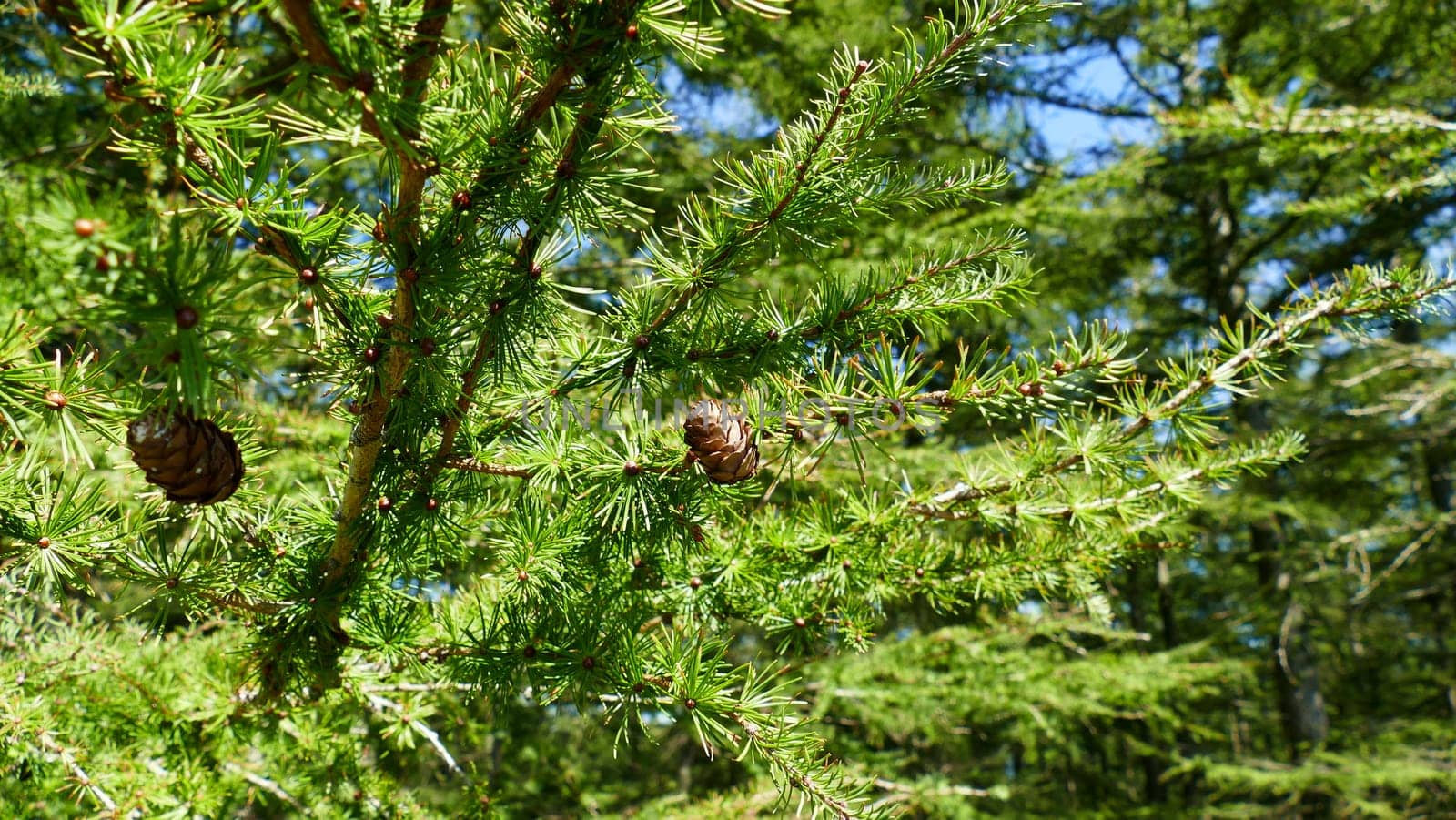 Pine branches with small pineapples by XabiDonostia