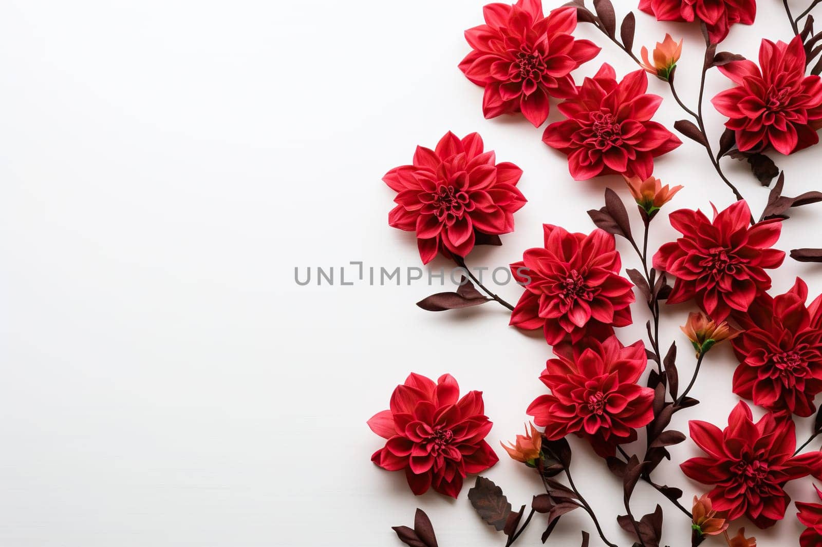 White background with red beautiful flowers on the left and space for text.