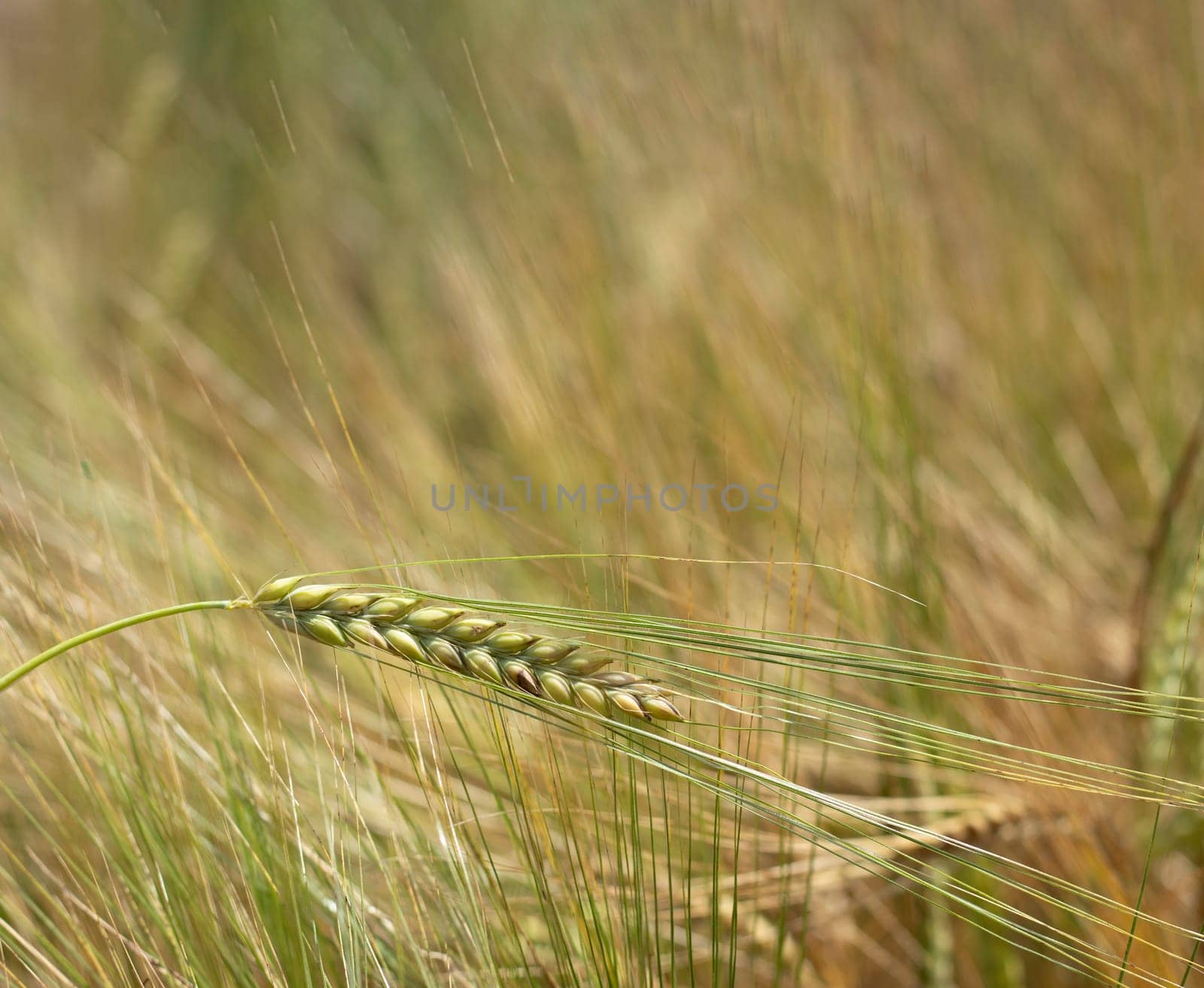 spikelet of wheat millet of golden and yellow color lit by the rays of the summer sun on a blurred background. soft selective focus. harvest concept. Place for text. High quality photo.