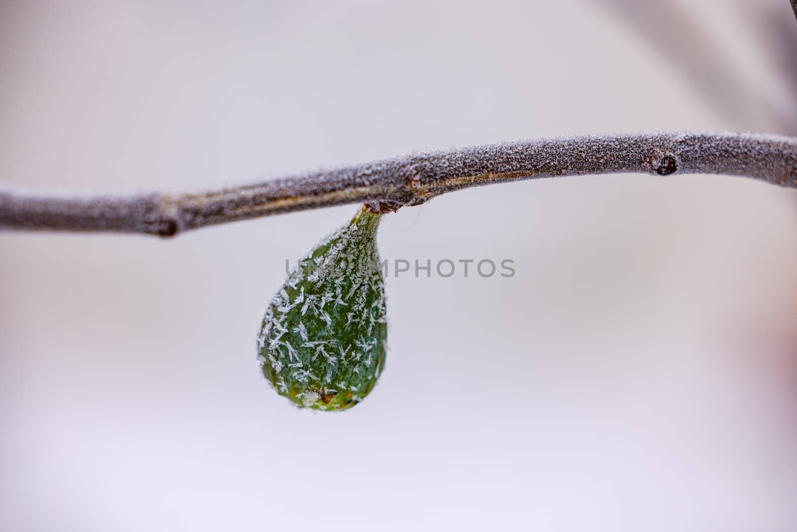 Fig fruit on a branch with snow and ice crystals in winter by astrosoft