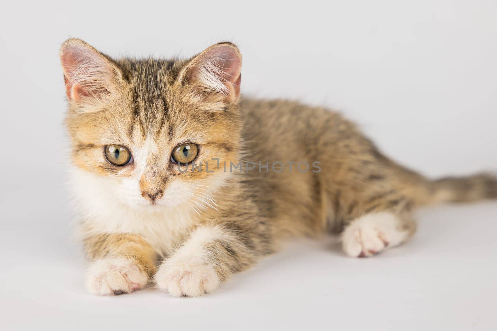 A cute, isolated, little grey Scottish Fold cat on a white background. This playful and cheerful feline is sure to bring happiness with its playful antics.