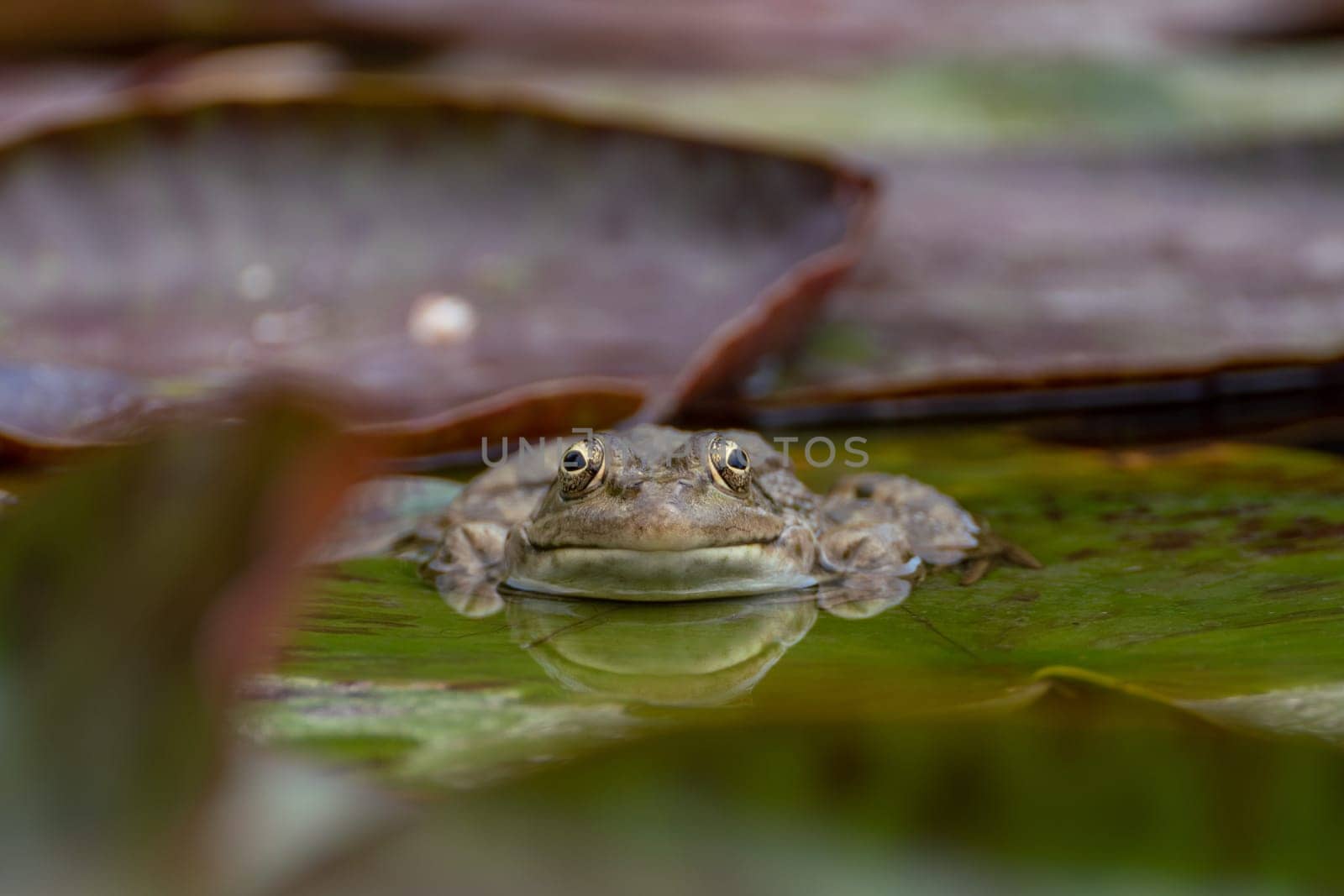 frog leaf water lily. A small green frog is sitting at the edge of water lily leaves in a pond.