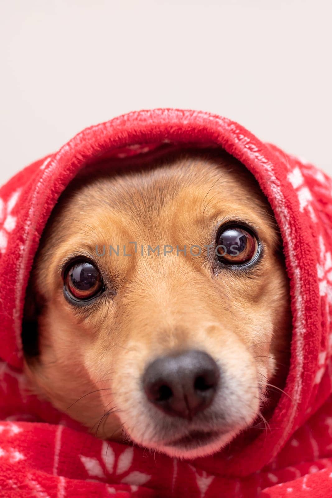 A dog lies in a red New Year's hat close up