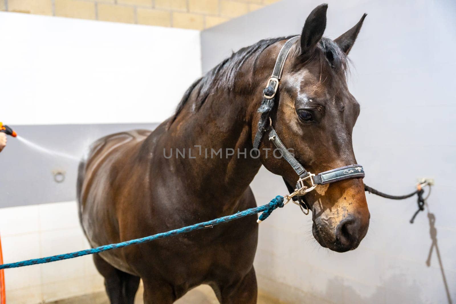 Horse receiving a shower in a rehabilitation center by Huizi