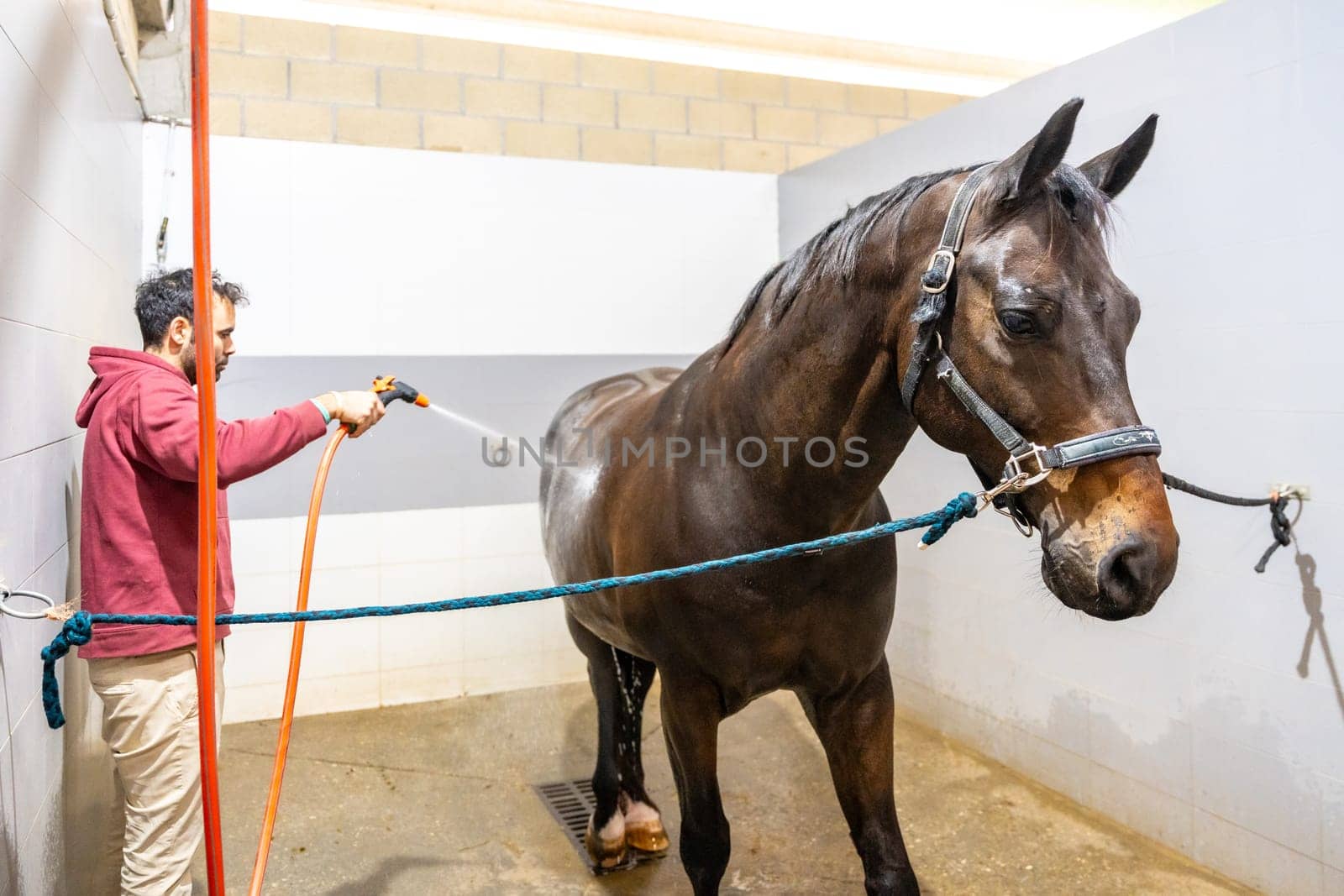 Casual caucasian man standing washing a horse with water in a rehabilitation center of hydrotherapy