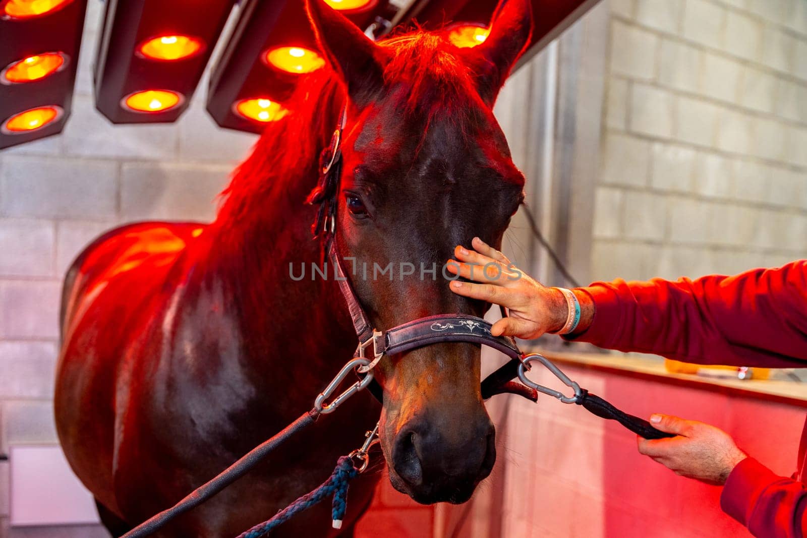 Horse under the warmth and light of a solarium installed in a stable yard building