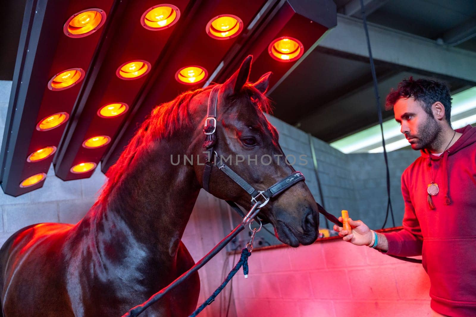 Horse under red lights of solarium in a rehabilitation center with the company of a veterinary