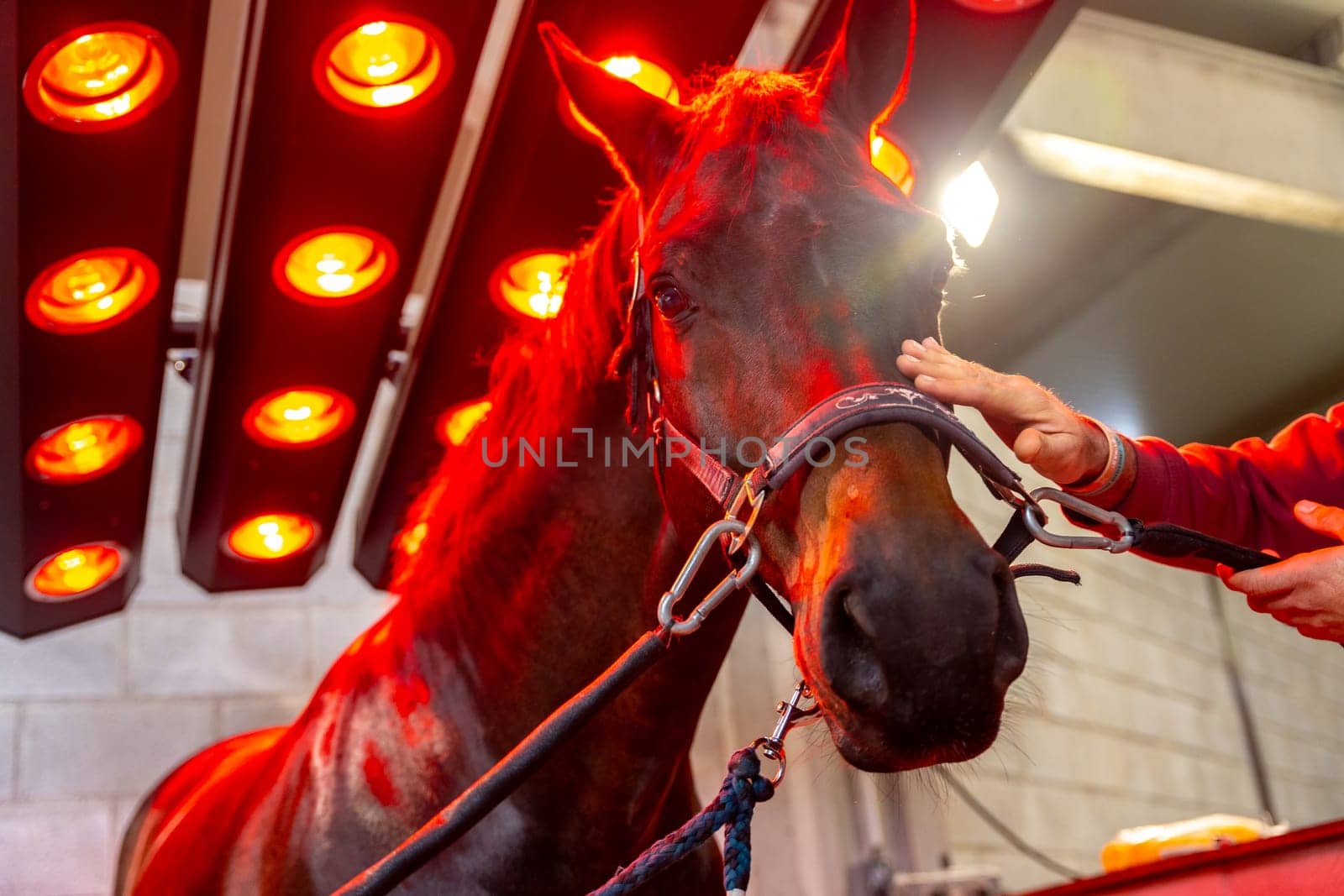 Close-up cropped photo of a person petting a horse during a warmth solarium