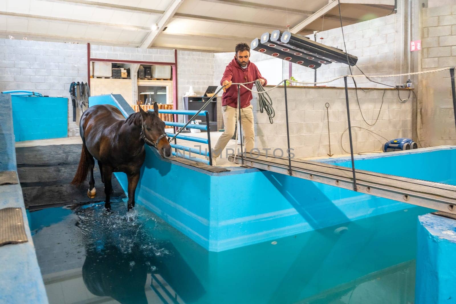 Horse entering to a pool during physiotherapy on a water treadmill tied with a rope to a man