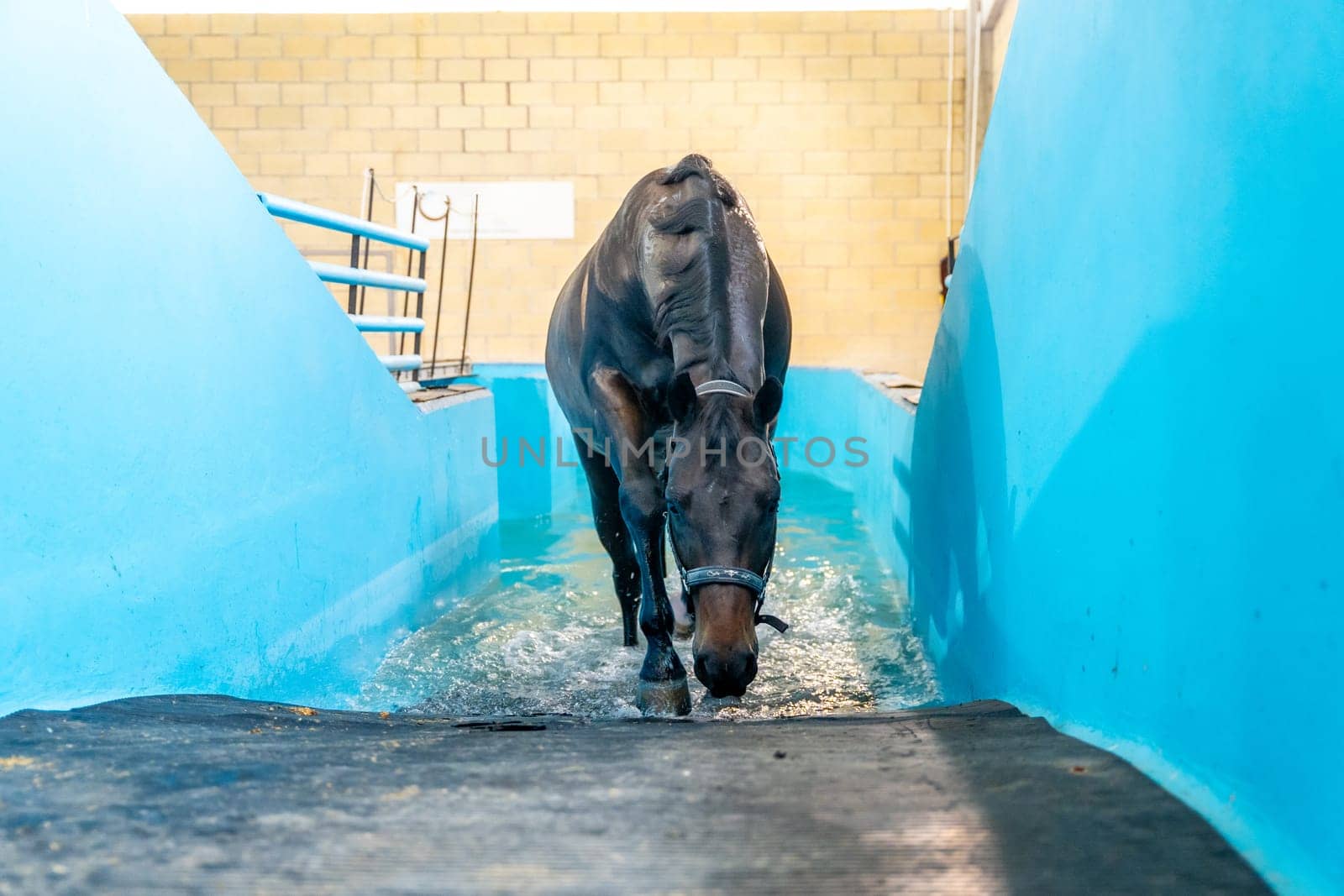 Horse walking while receiving rehabilitation in a pool in a hydrotherapy center