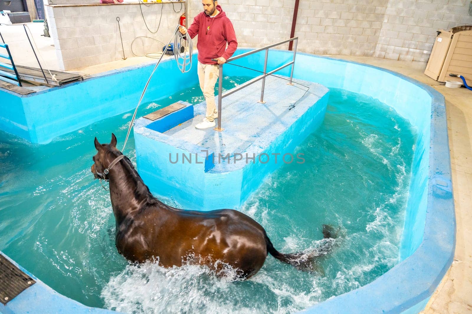 Veterinary and horse while walking during a hydrotherapy on a water treadmill
