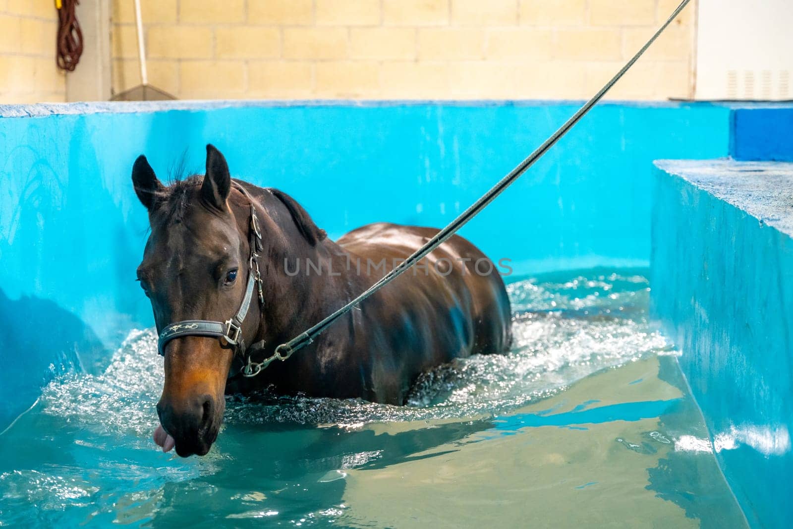 Close-up of a horse receiving a hydrotherapy on a water treadmill