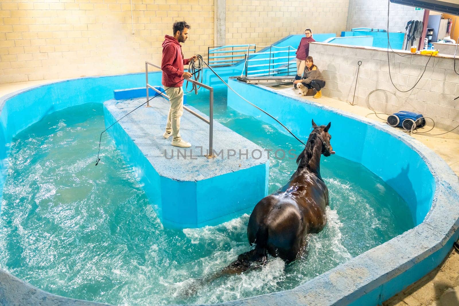 High angle view of a horse walking in a treadmill in a hydrotherapy center helped by a vet