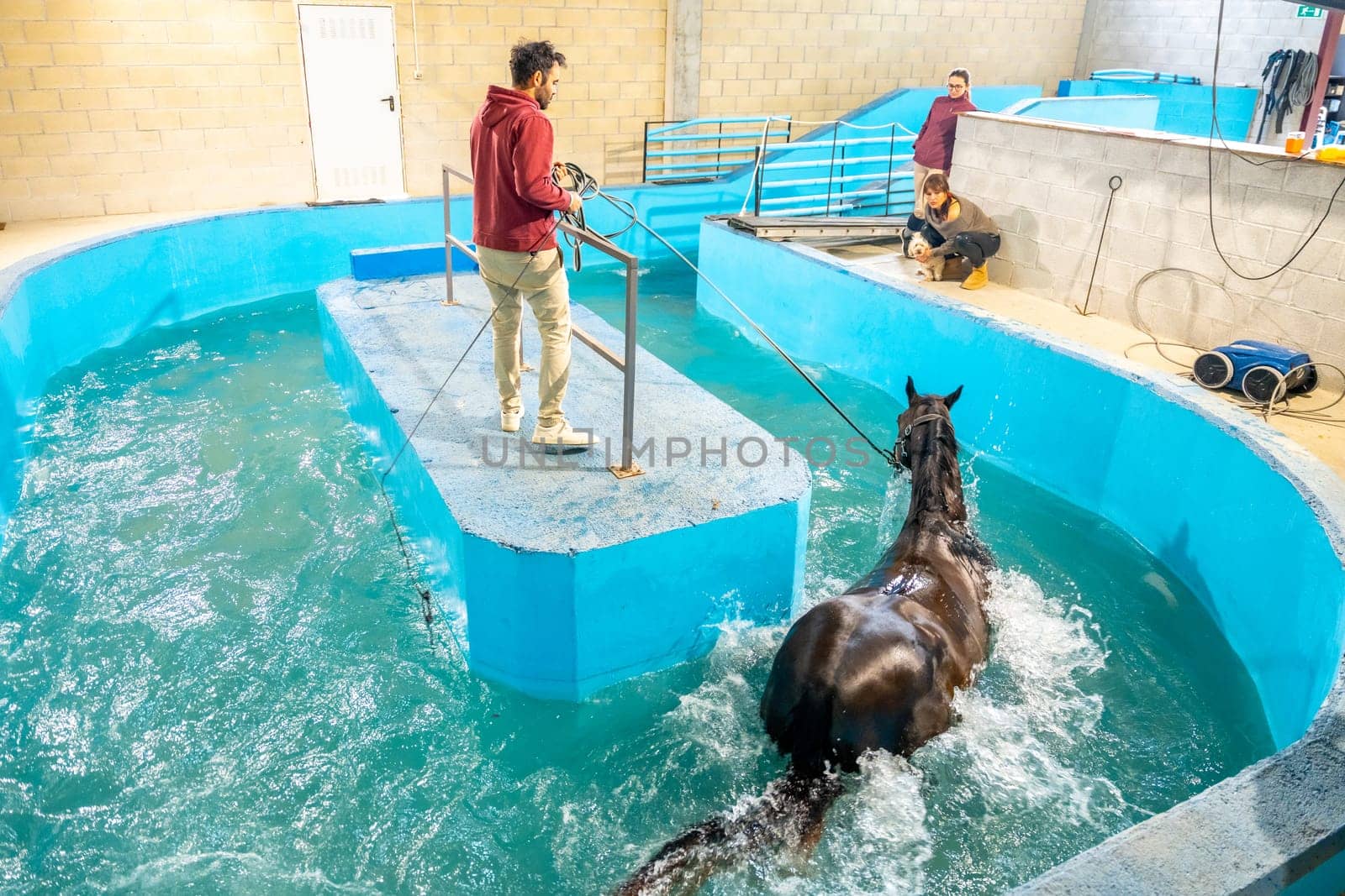 High angle view of a hydrotherapy center for animals with a horse inside a water during therapy