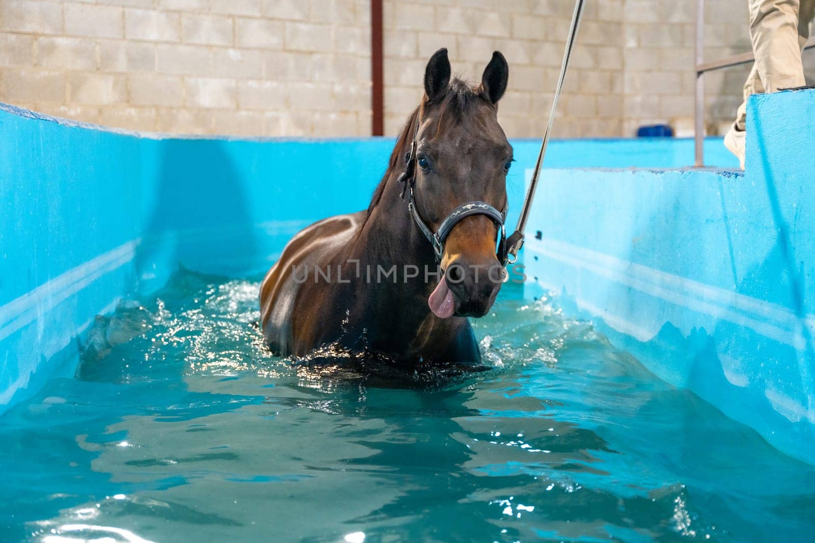Horse during a hydrotherapy on a water treadmill inside a pool