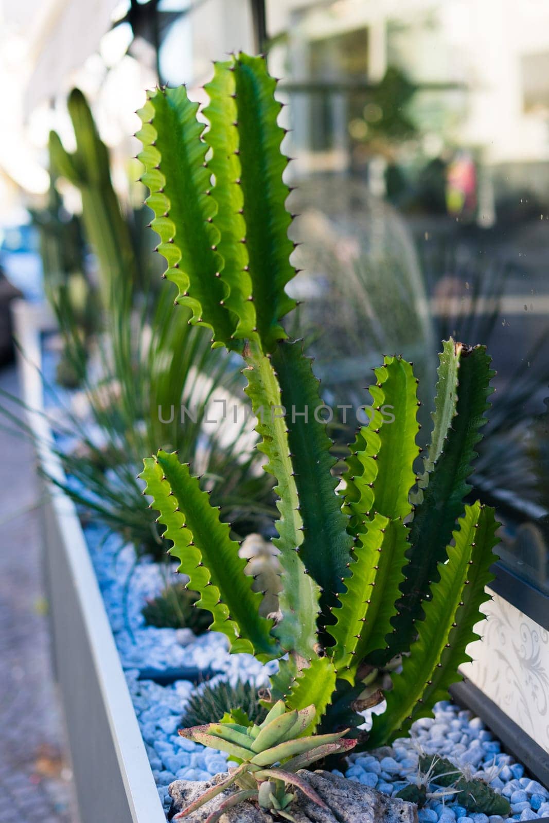 Cactus plant in Italy at a street planting from stones