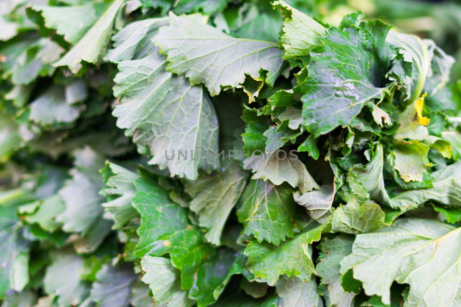 Cabbage vegetables for sale in open air farmers market, Italy by Zelenin