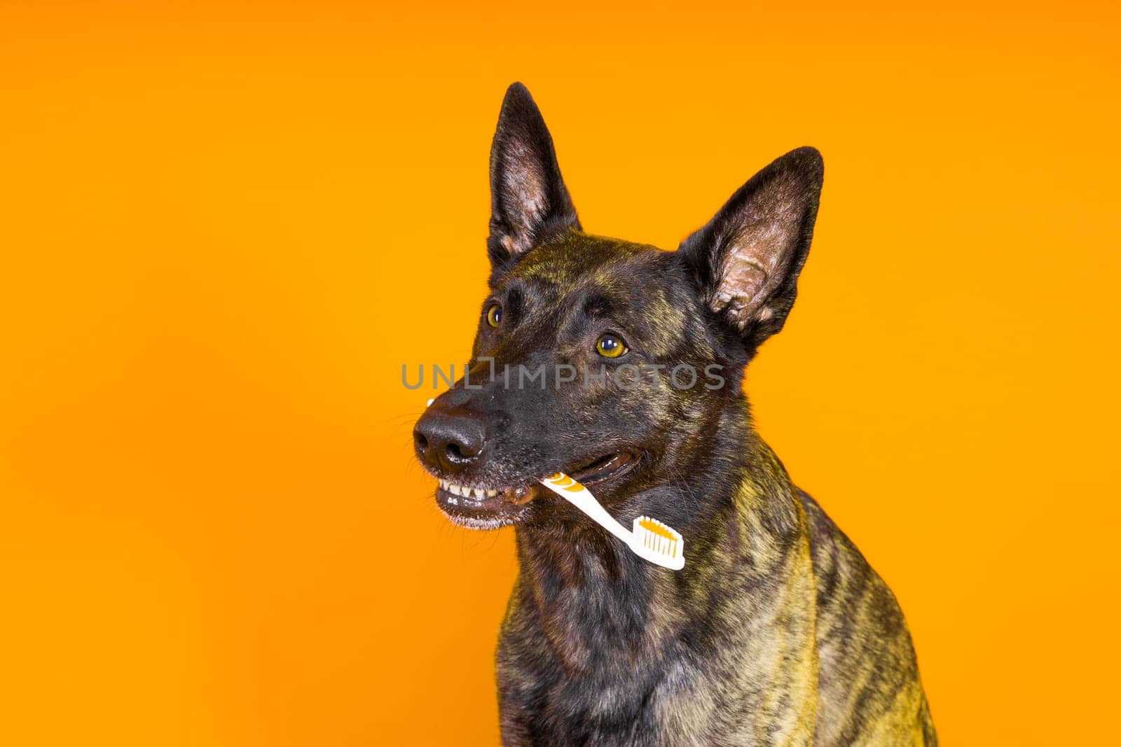 Dutch shepherd dog holding toothbrush in his teeth on a clean red yellow background