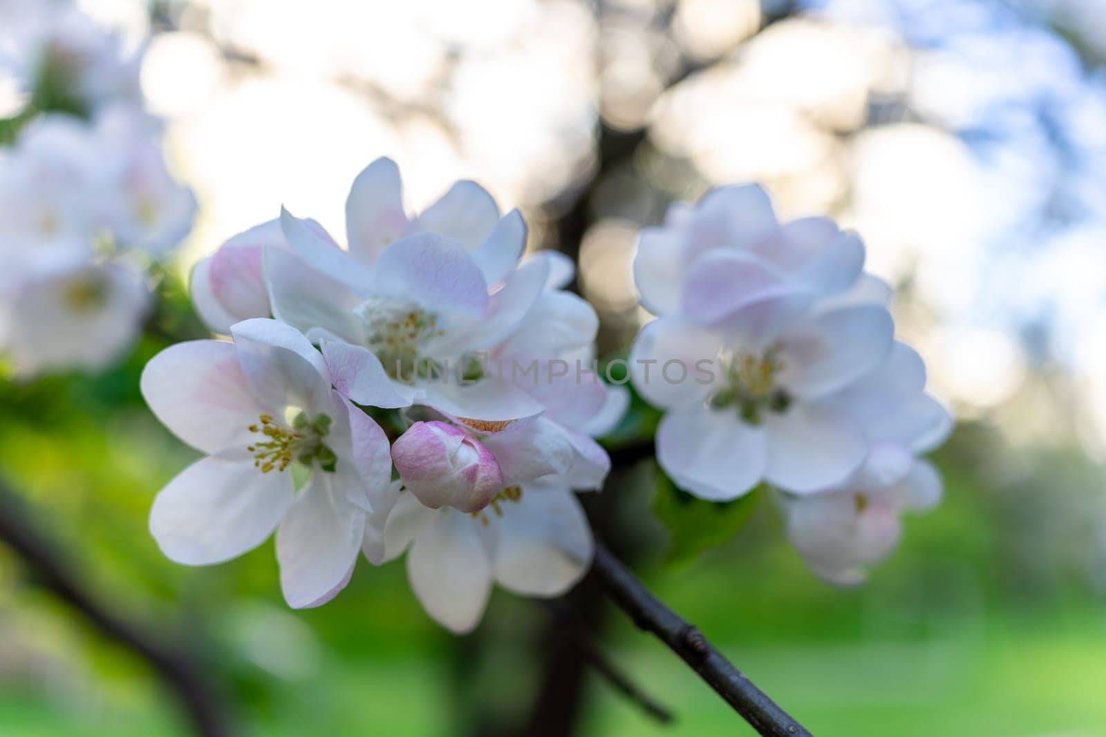 White-purple apple blossom. Several flowers of an apple tree on a blurred background of nature