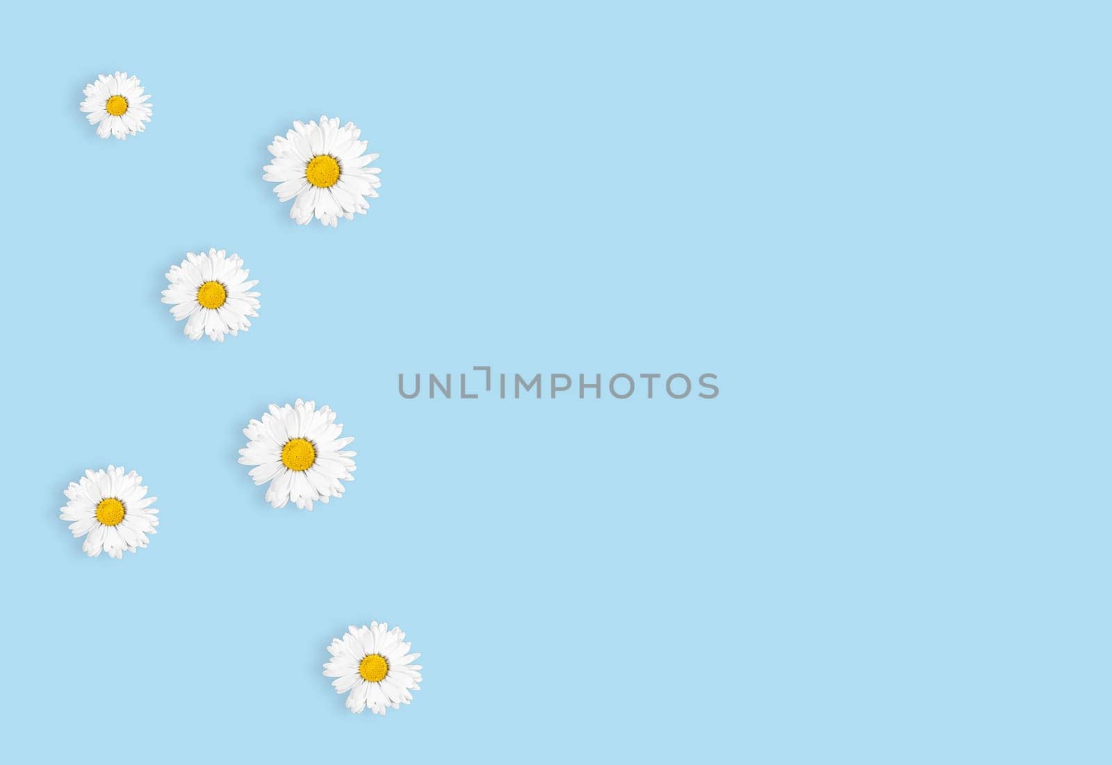 Flat lay composition with fresh chamomiles on blue background, flat lay. Space for text by Annavish
