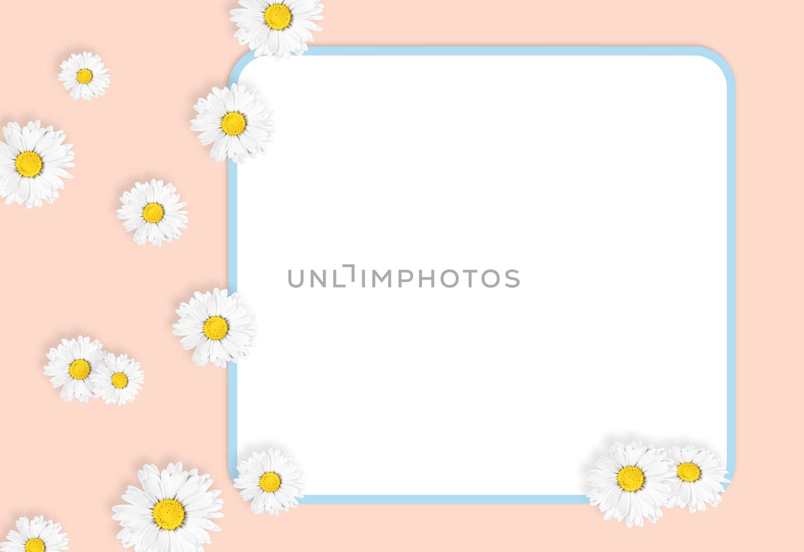 Flat lay composition with fresh chamomiles and white frame on gently pink background, mock up. Space for text by Annavish