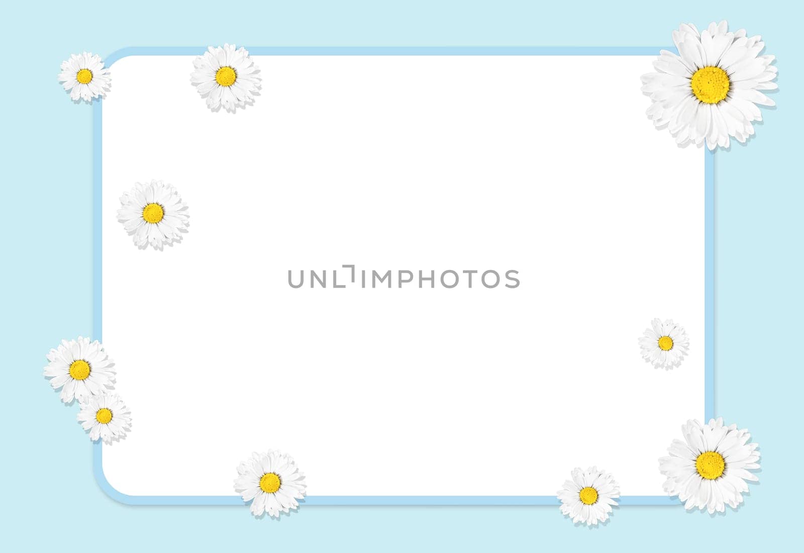 Flat lay composition with fresh chamomiles and white frame on blue background, mock up. Space for text by Annavish