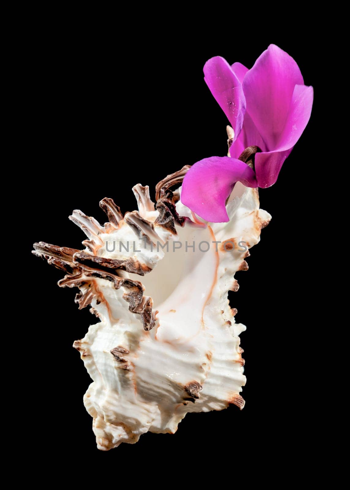 Close-up of Murex Indivia Longspine sea shell on a black background